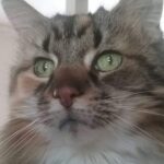 Peinture par numéros : Portrait personnalisé de votre animal photo review