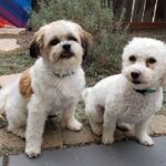 Peinture par numéros : Portrait personnalisé de votre animal photo review