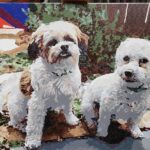 Peinture par numéros : Portrait personnalisé de votre animal photo review