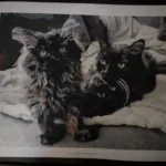 Kit de Peinture par Numéros Personnalisé | Votre Photo sur Toile | Idée Cadeau photo review