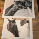 Kit de Peinture par Numéros Personnalisé | Votre Photo sur Toile | Idée Cadeau photo review